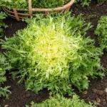 Potagères - Chicorée Frisée Très Fine Maraîchère 3 - face recto
